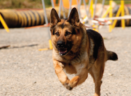 CANINOS ADIESTRADOS<br>